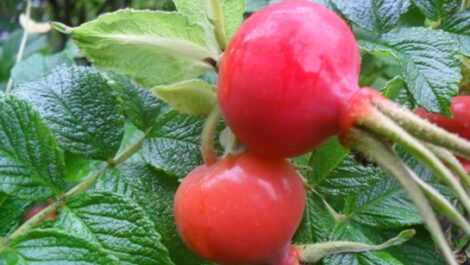 Foraging ‘Salt Spray Rose’ Hips to Use in Tomato Recipes Image